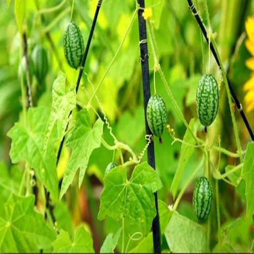 Hạt giống dưa hấu tí hon - 1 gói 10 hạt - HGT1