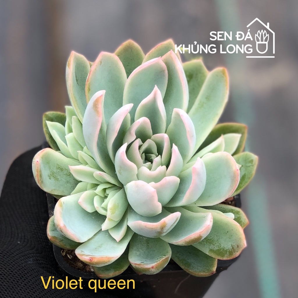 sen đá Violet queen - echeveria violet queen