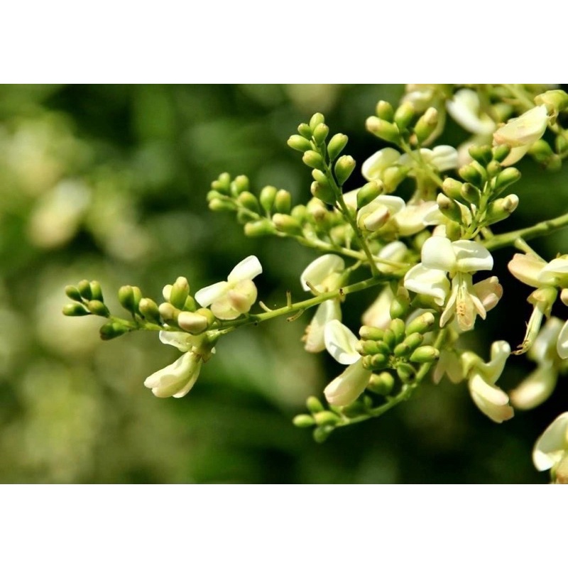 100gr Trà hoa hoè sao khô hàng ngon