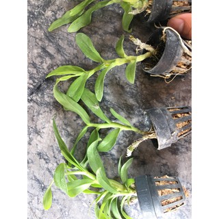 Phi điệp 5ct mắt xước hàng thái gieo hạt
