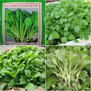 Hạt giống rau cải ngọt ăn non - Gói 10gram