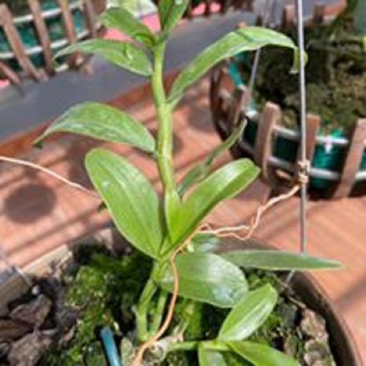 Hoa lan dã hạc-di linh( cắt từ cây mẹ,cao 20cm) + Tặng 02 cây nhót ngọt