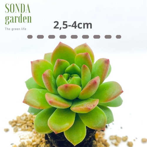 Sen đá mặt trời SONDA GARDEN size mini 2.5-4cm, xuất xứ Đà Lạt, khoẻ đẹp, lỗi 1 đổi 1