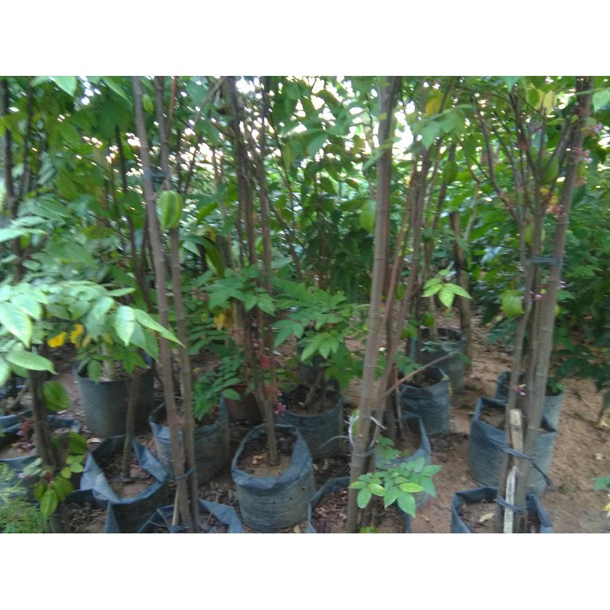 Cây khế chua - Chiều cao khoàng 1.2m