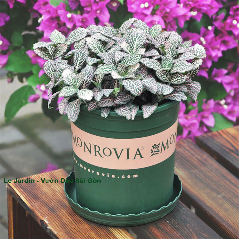 Bán Phân Hữu Cơ Viên Nén Cao Cấp - Agrimartin loại 1Kg  hàng chuẩn, nhập khẩu và phân phối.