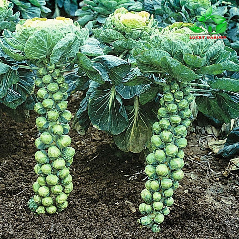 150h Hạt Giống Cải Bắp Tí Hon Long Island I luckyseed hạt siêu rẻ