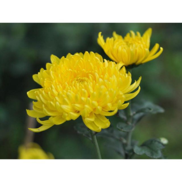 hạt giống hoa cúc vàng đại đóa F1