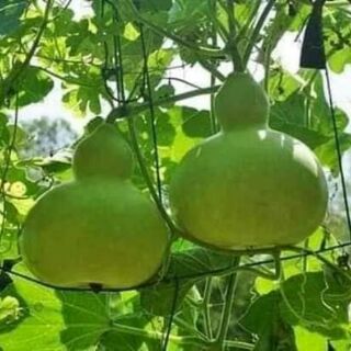 Hạt giống bầu hồ lô 5 hạt