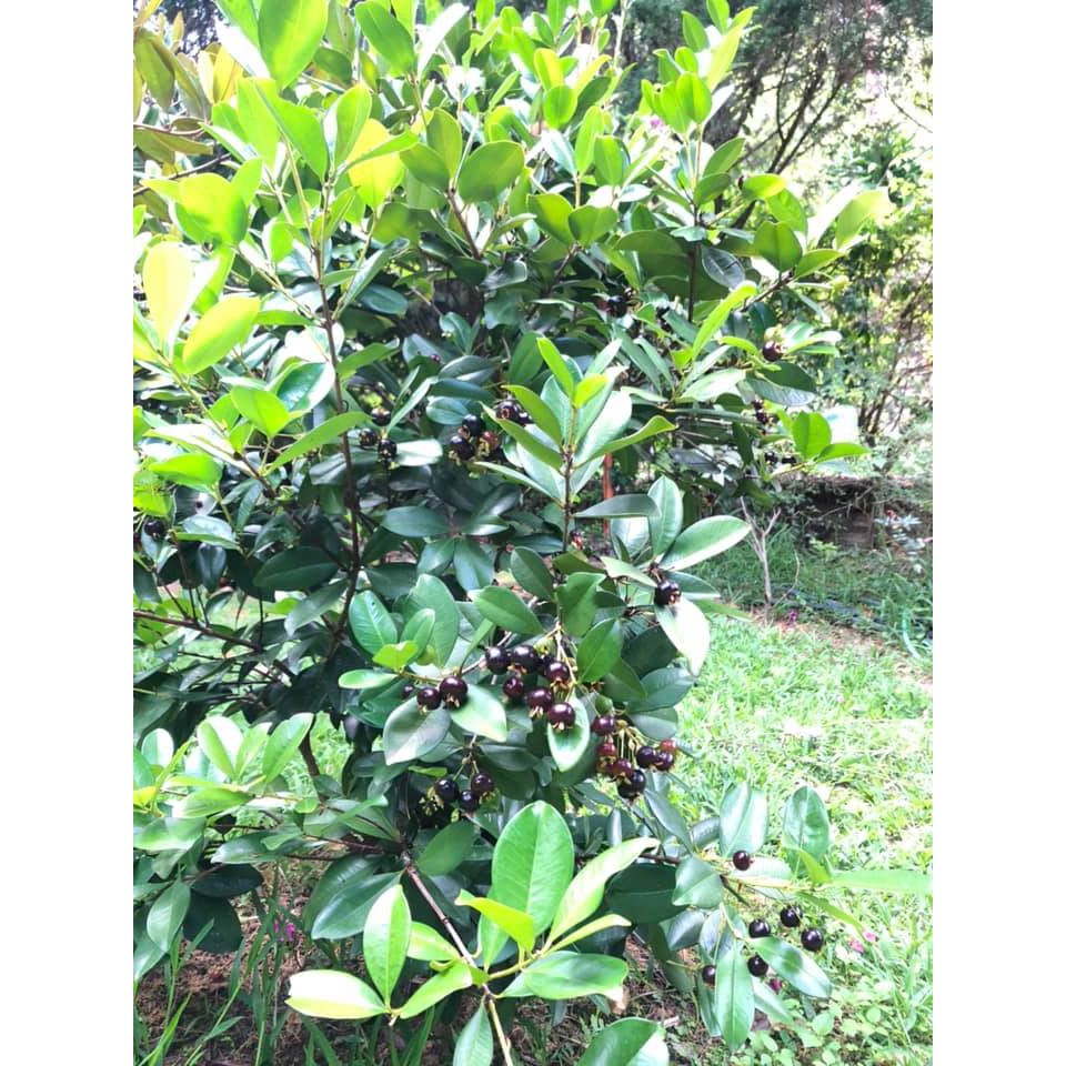 Cây cherry loại nhỡ cao 80-100cm