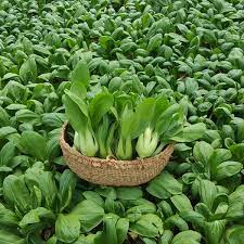 Hạt giống rau cải CHÍT cao sản - gói 50g