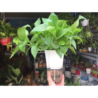 Cây Trầu bà thủy sinh _ Chậu thủy sinh thông minh (hình thực)