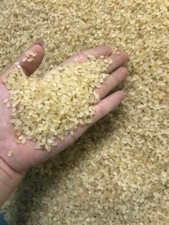 Gạo khảu hang - lúa nếp non tú lệ