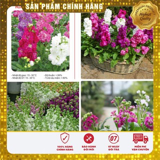 Hạt Giống Hoa Hoàng Anh Mix 50 Hạt