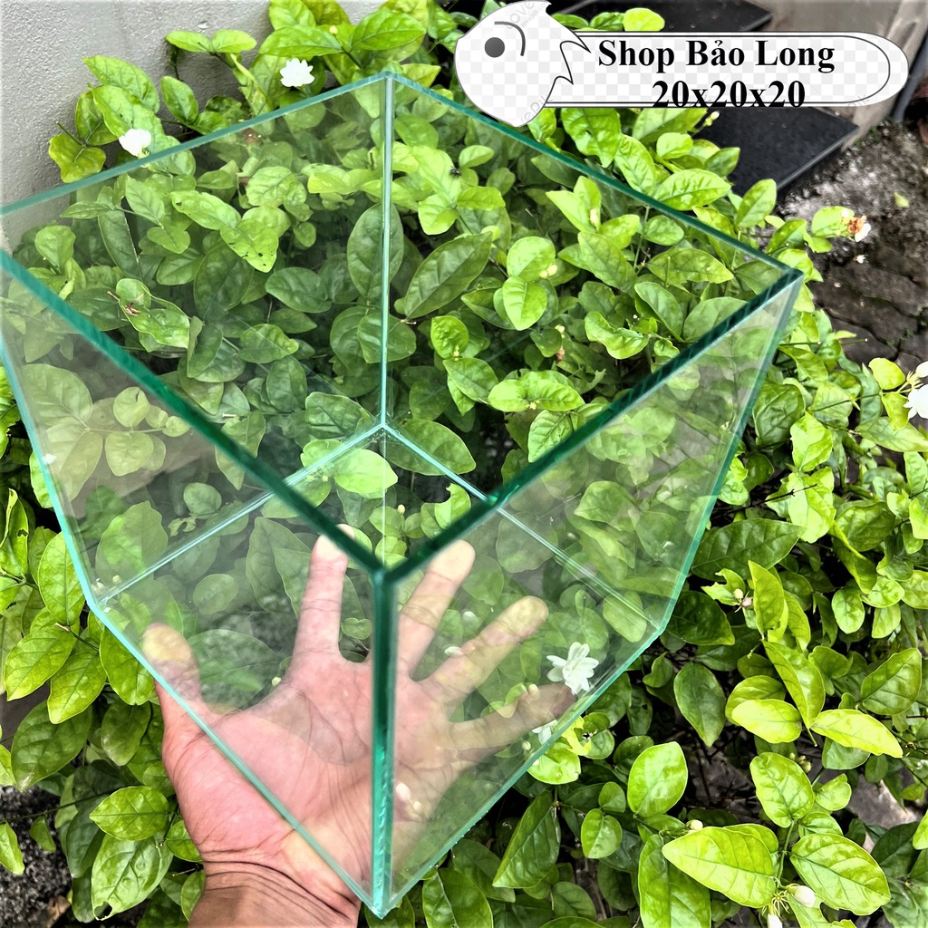 Hồ cá, bể cá cảnh , Bể cá thủy sinh hình lập phương Tặng kèm đá và cây