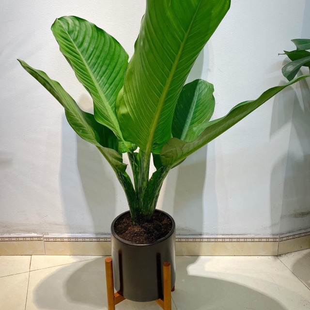 Cây Đại Phú Gia- tặng đĩa lót đáy chậu. | Shopee Việt Nam