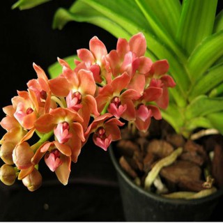 Hoa lan đai châu giống mầu cam