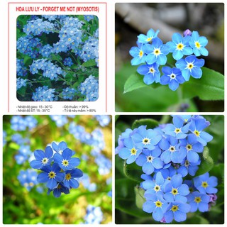 Hạt giống hoa Lưu Ly xanh Forget Me Not 100 hạt - Kèm 3 viên ươm hạt - HGT1
