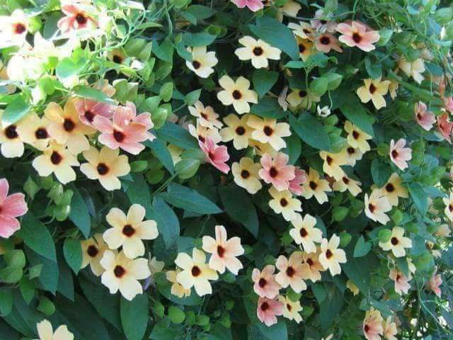 Hoa leo mắt huyền.😍