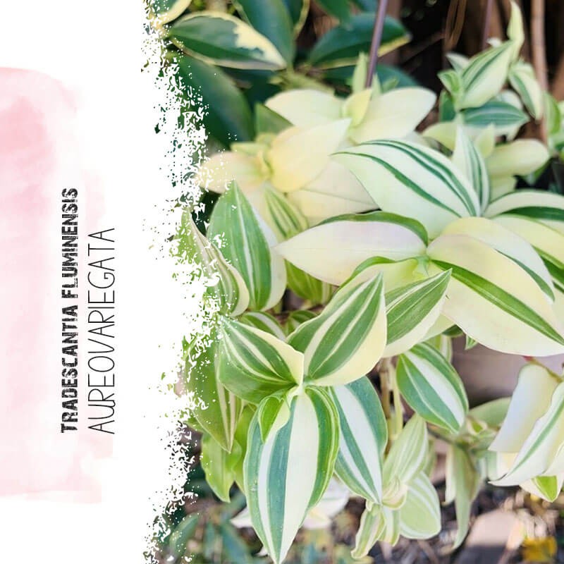 Chậu treo Tradescantia fluminensis aureovariegata - Thài Lài Trắng Xanh Var