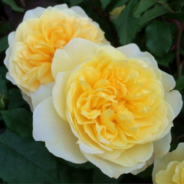 Hoa hồng leo Poet’s Wife hương thơm mạnh mẽ- vườn hoa melinh rose