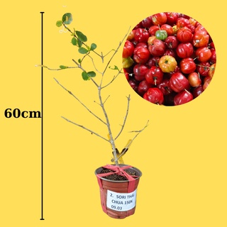 Cây giống Sơ ri Thái Chua