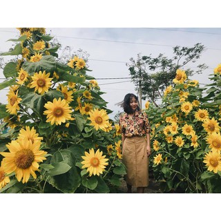 Gói 100 hạt giống hoa hướng dương siêu bông ( hướng dương nhiều bông)