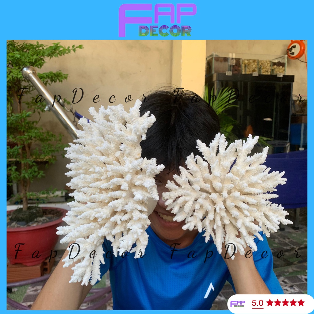 SAN HÔ BÔNG RẠN PHONG THỦY LOẠI LỚN ĐẸP TRANG TRÍ BỂ CÁ THỦY SINH DECOR NHÀ - FAPDECOR