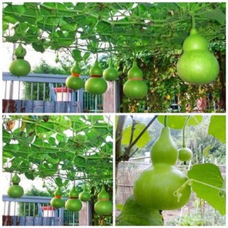 Hạt Giống Bầu Hồ Lô dễ trồng