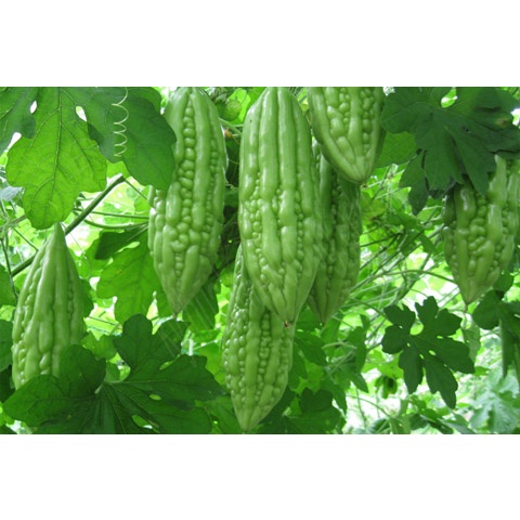Hạt Giống Khổ Qua  TN287 - Sinh trưởng mạnh, kháng bệnh tốt, năng suất cao