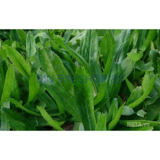 Hạt giống Rau Mùi Tàu ( Răng cưa )
