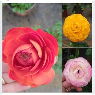 Combo 3 củ hoa hồng mao lương 3 màu vàng hồng cam - mỗi củ tặng 1 viên nén ươm củ - DC