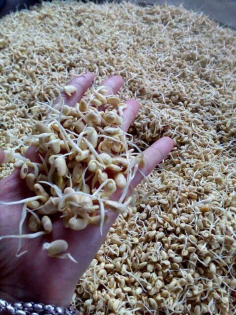 Sỉ 5 hộp mầm đậu nành nguyên sơ có mã vạch bao check