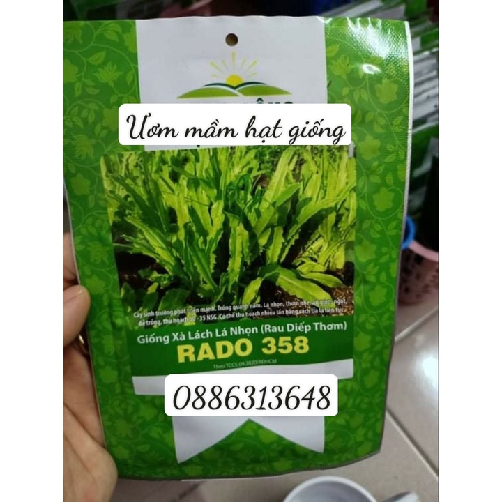 Hạt giống Xà lách lá nhọn  358