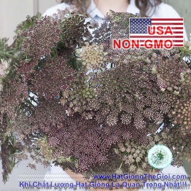 1GRAM 1100.HAT Hạt Giống Hoa Cà Rốt Dara