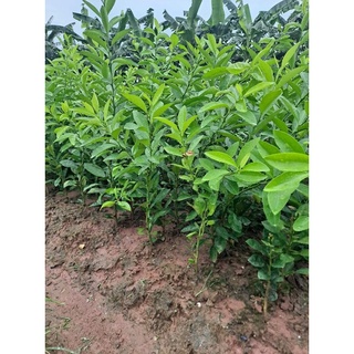 Cây chanh tứ quý