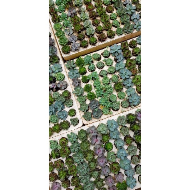 Combo 20 sen mix vĩ đủ loại