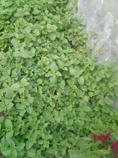 Siro ho handmade 360ml