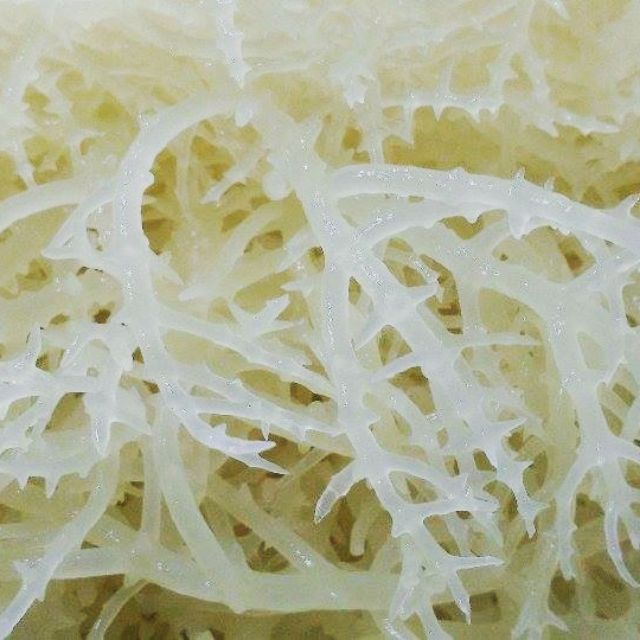 Rong sụn dùng nấu chè, làm gỏi, nấu thạch rau câu -100g/500g