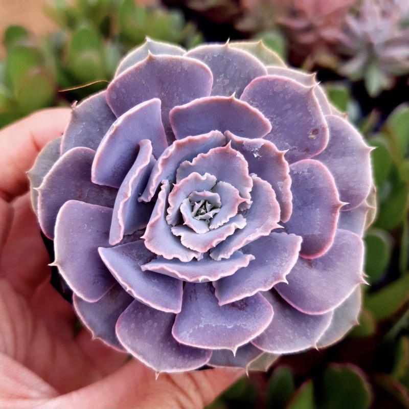 Sen đá bắp cải light purple SONDA GARDEN size bé 5-8cm, xuất xứ Đà Lạt, khoẻ đẹp, lỗi 1 đổi 1