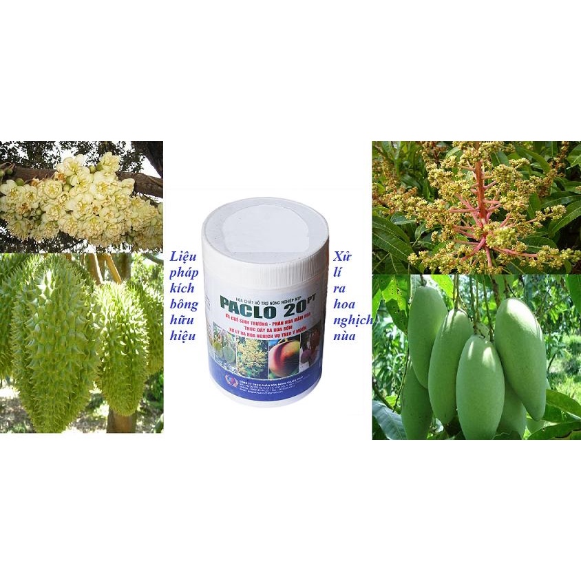 PACLO 1kg Phân bón xử lý ra hoa nghịch mùa cho cây ăn trái