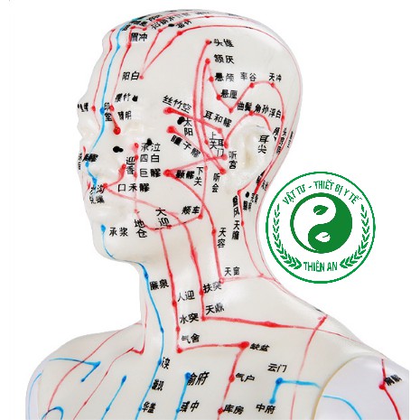 Mô hình mô tả đường kinh và huyệt vị cơ thể người- mô hình châm cứu- Mô hình y khoa