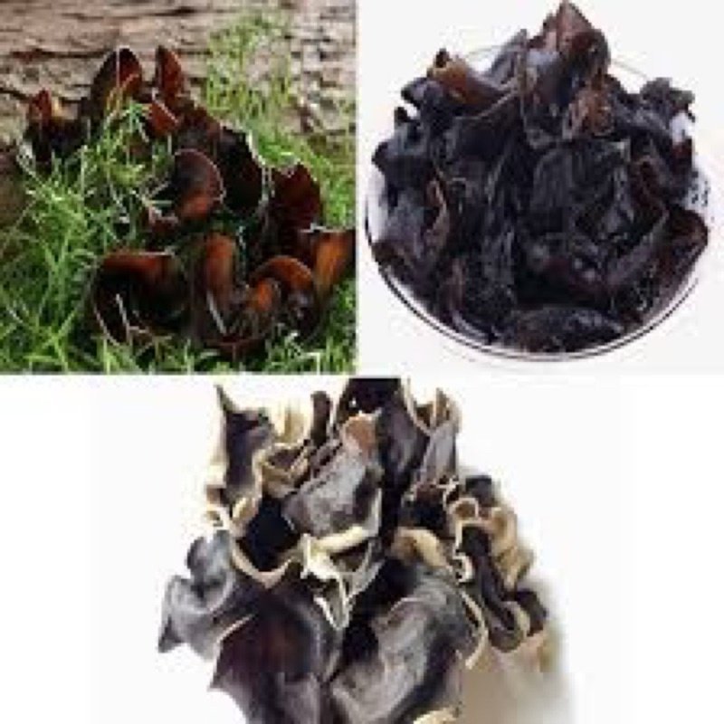 Mộc Nhĩ Rừng ( hay còn gọi là nấm mèo ) siêu dày thịt
