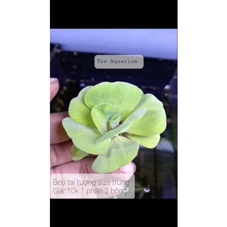 Bèo Cái -Cây Thủy Sinh-Trang Trí Hồ Cá