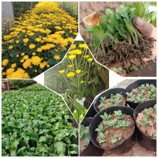 [100 Cây hoa giống] Cây hoa cúc vàng 10 cúc phát tài  giống cúc phong thủy