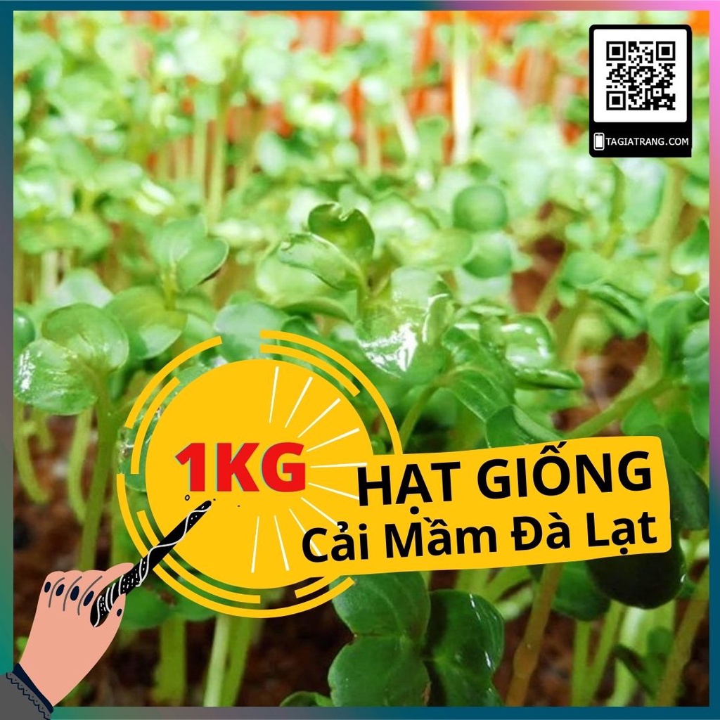 1KG Hạt giống rau mầm cải xanh Đà Lạt - Thế giới rau mầm Tạ Gia Trang