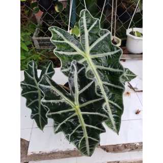 Môn Quan Âm(Alocasia Amazonica ‘Polly’)