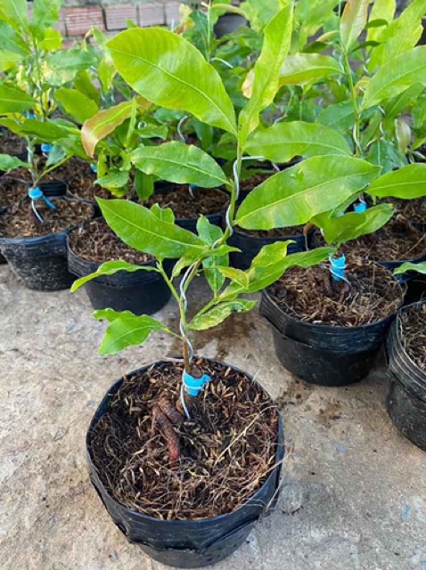 Hoa mai cúc vạn thọ_cây ghép chuẩn