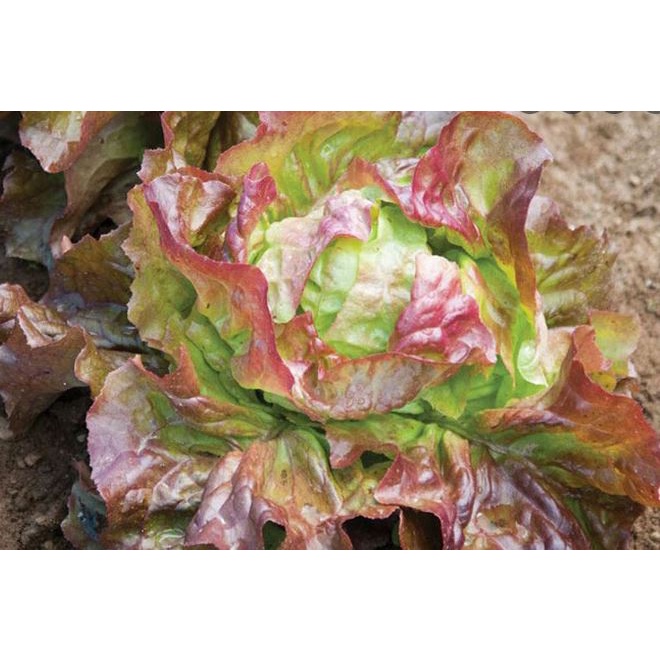 2000 Hạt Giống Xà Lách Nếp Tím Giòn Ngon, Năng Suất