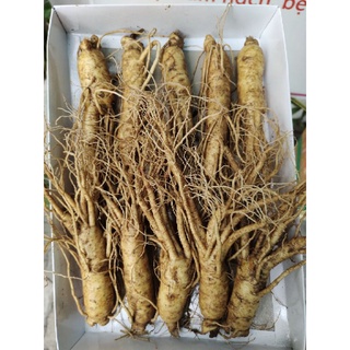 Sâm Hàn 10 củ 1KG