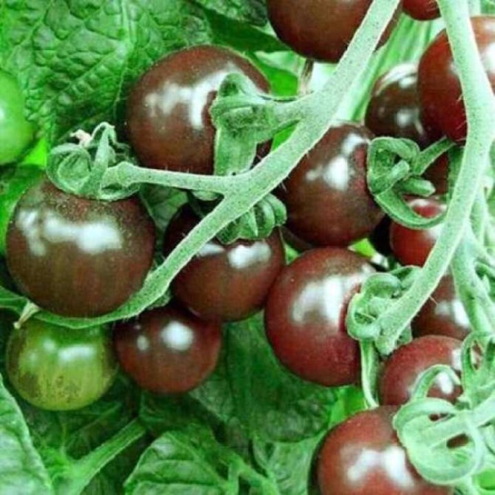 30 hạt giống cà chua socola nhiều dinh dưỡng